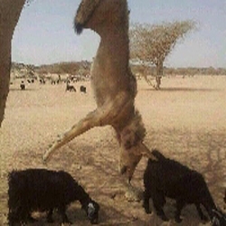 الصور تعبر عن نفسها